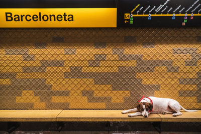 From above of sad jack russell terrier lying on paws in metro looking at camera