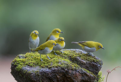 Birds perching on rock