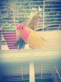 Close-up of parrot in cage