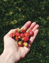 Close-up of hand holding strawberries