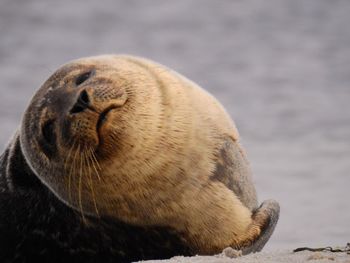 Close-up of sea lion
