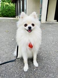 pet