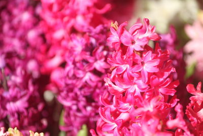 Hyacinth with spherical bulbs is a perennial herb