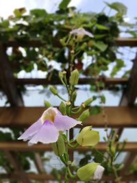 Close-up of white flowers blooming on tree