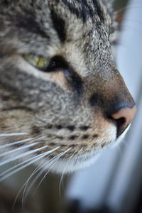 Close-up portrait of cat