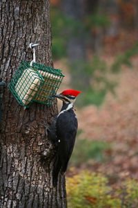 Close-up of bird perching on tree trunk