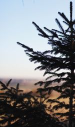 Low angle view of plants against clear sky