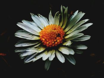 Close-up of flower blooming against black background