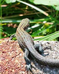 Close-up of lizard