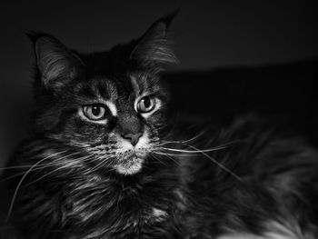 Close-up portrait of cat