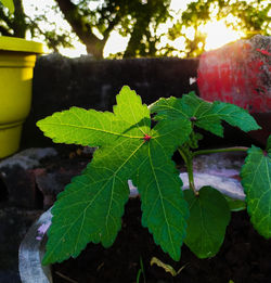 Close-up of green leaves on plant