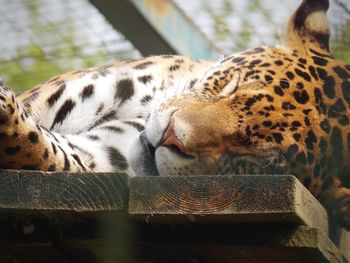 Cat sleeping in a zoo