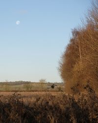 Scenic view of field against clear sky