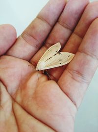 Close-up of hand holding butterfly