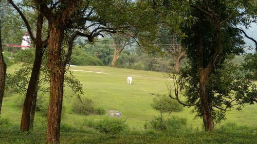 Trees on field