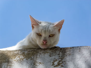Close-up portrait of a cat against clear blue sky