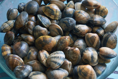 Close-up of snails