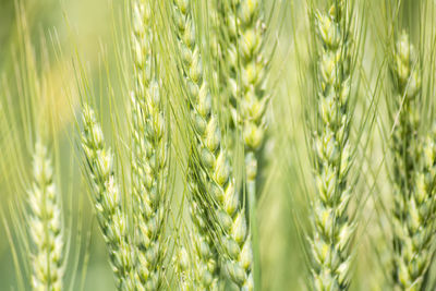 Close-up of stalks