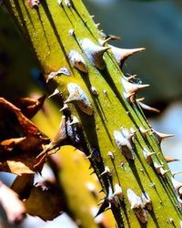 Close-up of leaves