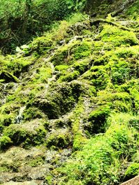 High angle view of moss growing on tree