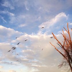 Low angle view of bird flying against cloudy sky