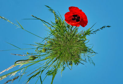 Close-up of red poppy against blue sky