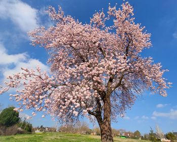 Low angle view of cherry blossom tree against sky