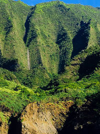 Scenic view of forest against sky