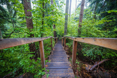 Steps in forest
