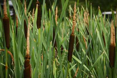 Close-up of crops growing on field