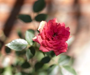 Close-up of pink flower blooming outdoors