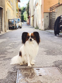 Portrait of dog on footpath