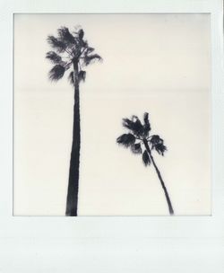 Palm trees against sky