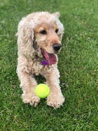 Dog sitting on field