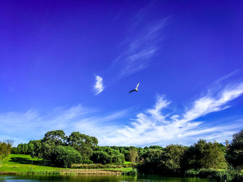 Low angle view of bird flying against blue sky