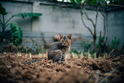 Portrait of a cat sitting on field