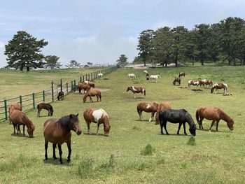 Horses grazing in a field