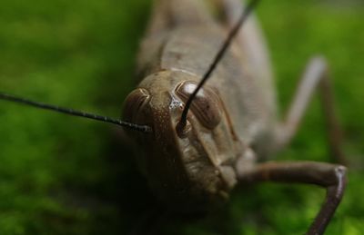 Close-up of grasshopper