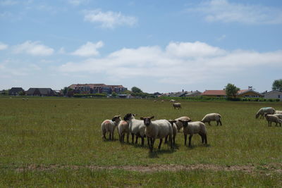 Group of sheep in a field by village against cloudy sky