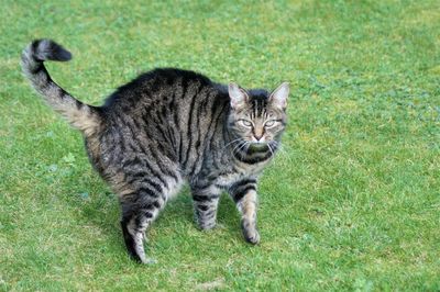 Portrait of a cat walking on field