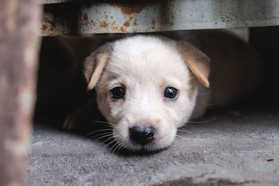 Close-up portrait of puppy