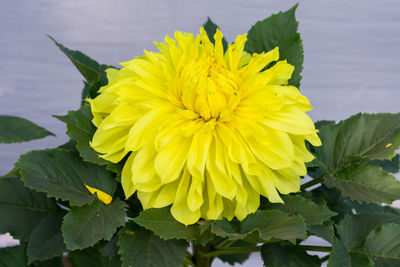 Close-up of yellow flowering plant