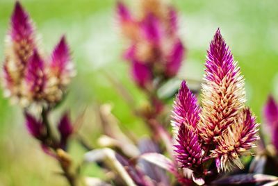 Close-up of pink flowers blooming outdoors