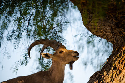 View of horse on tree trunk