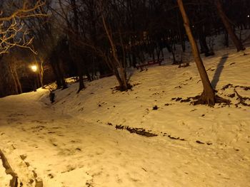 Trees on snow covered landscape at night