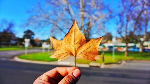 Dry maple leaf falling down 