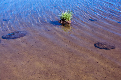 High angle view of plant on beach