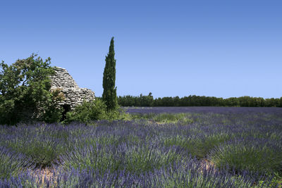 Purple flowering plants on field against clear sky