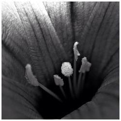 Close-up of flowers