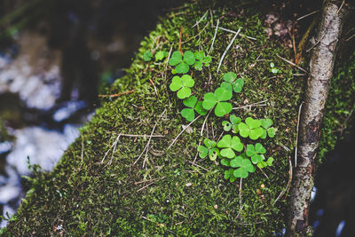 Close-up of plant growing on tree trunk